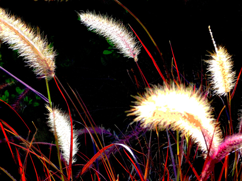 Cat Tails expanded